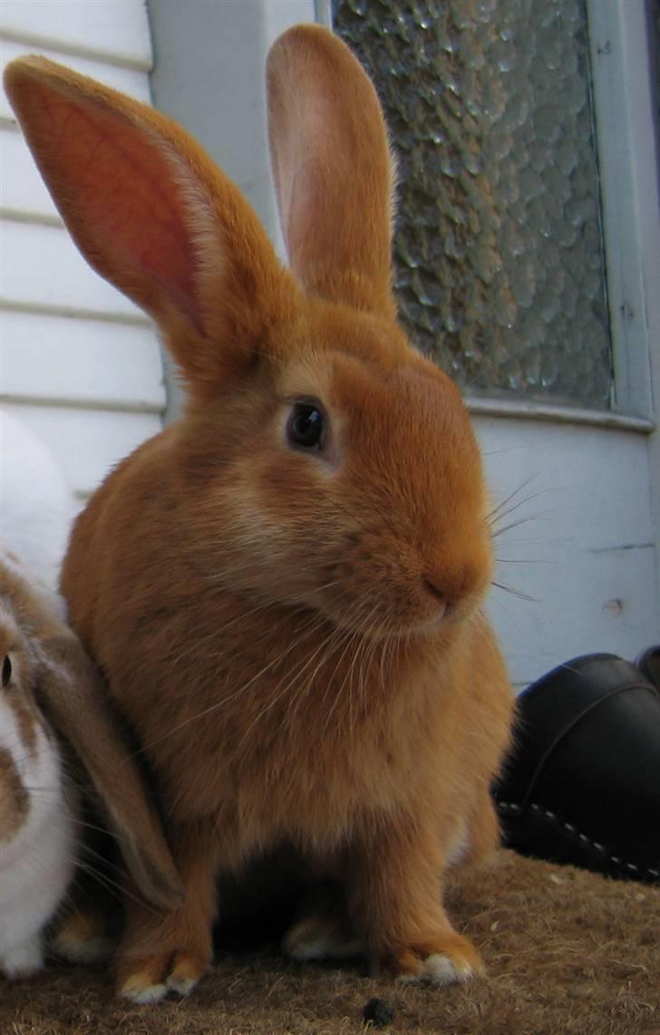 Kanin Smartii billede 15