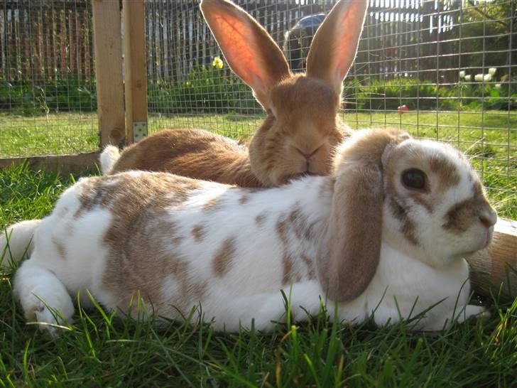 Kanin Smartii billede 16