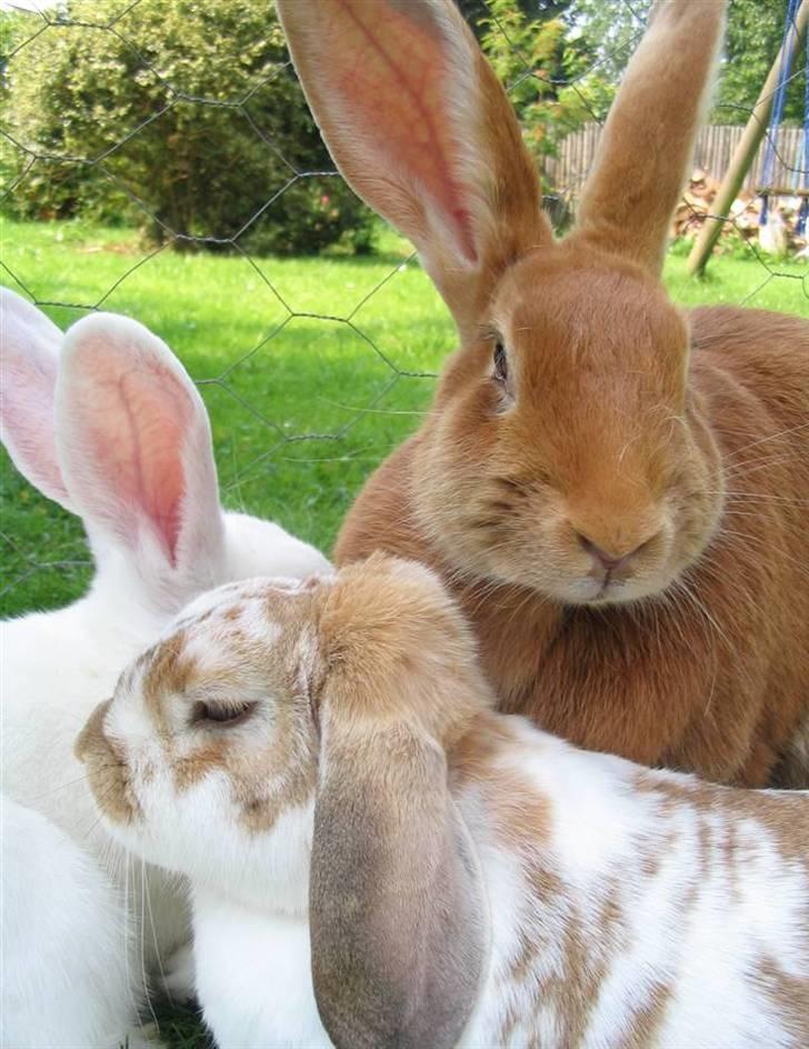 Kanin Smartii billede 17