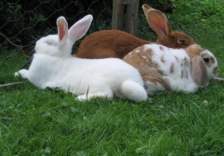 Kanin Smartii billede 18