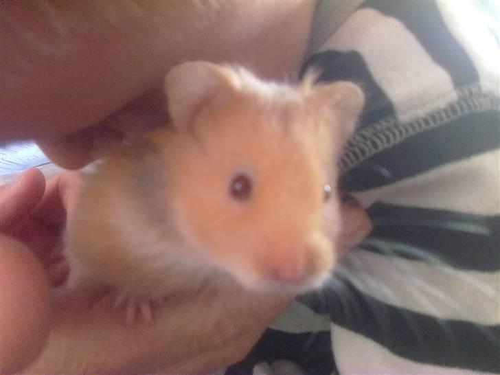 Hamster Lykkes Gurlie *R.I.P* <3 - "Gurlie er altså bare så søg og blød Mor" (Sagde min søn da jeg tog billedet) billede 6