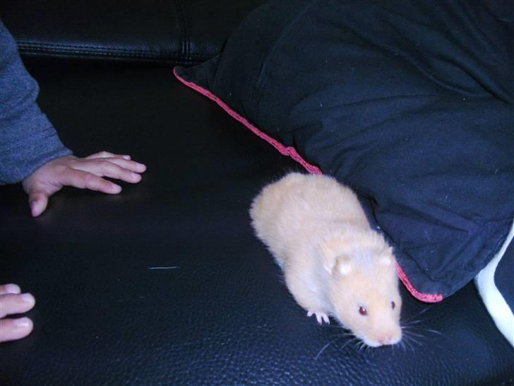 Hamster Lykkes Gurlie *R.I.P* <3 - Hey Gurlie? Hvor løber du hen? billede 7