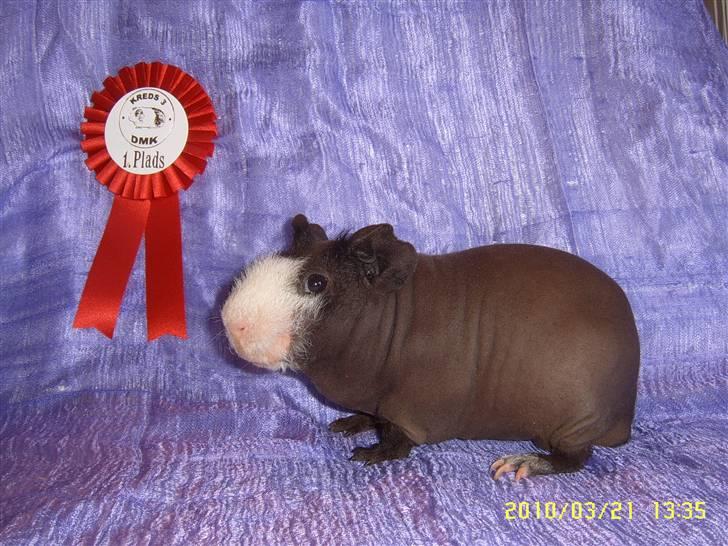 Marsvin DKCH SCH Rufus - 1. plads i Sig og fik sit 1. cert. billede 2