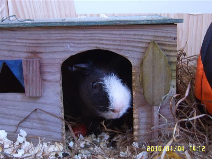 Marsvin DKCH SCH Rufus - Hej.... ville du noget billede 3