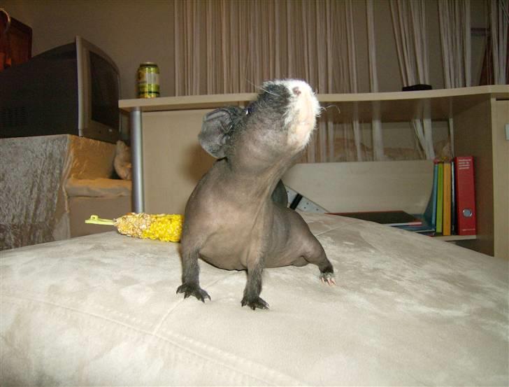 Marsvin DKCH SCH Rufus - Her dufter af damer :) billede 4