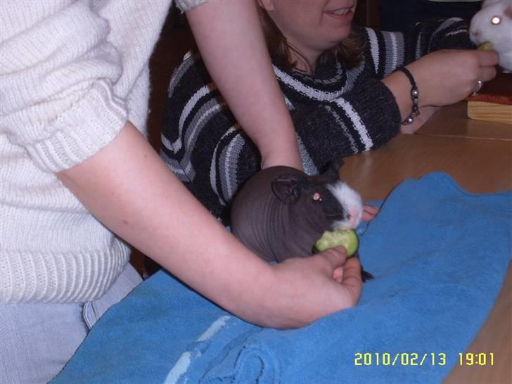 Marsvin DKCH SCH Rufus - Agurkespisning i Sig. 2. plads billede 5