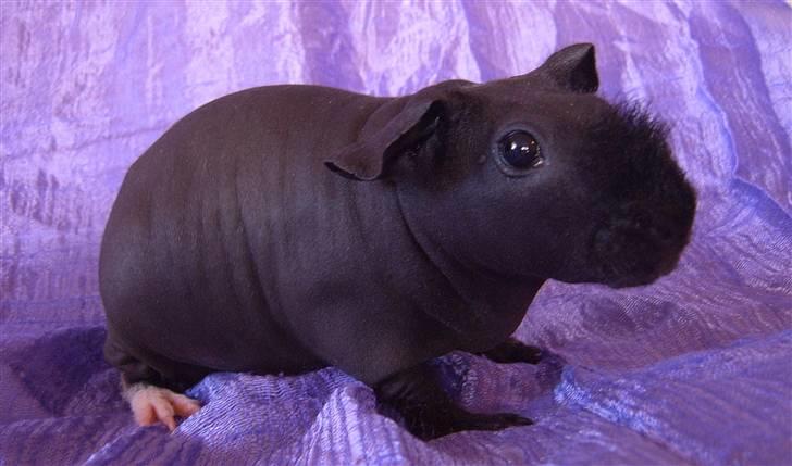 Marsvin Ariel billede 2