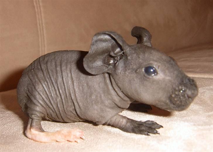 Marsvin Ariel billede 3