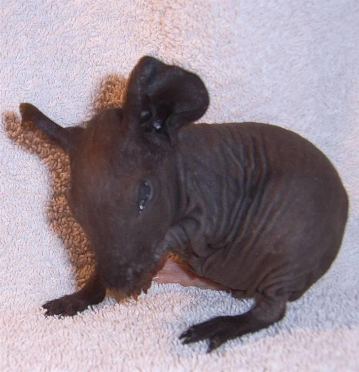 Marsvin Ariel - Atju billede 4