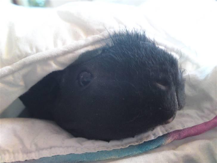 Marsvin Ariel - Ariel elsker at putte billede 5