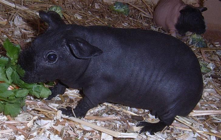 Marsvin Ariel - Uhhhhm grønt billede 6