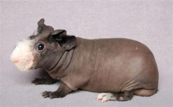 Marsvin DKCH SCH Rufus - Flot fyr.. billede 6