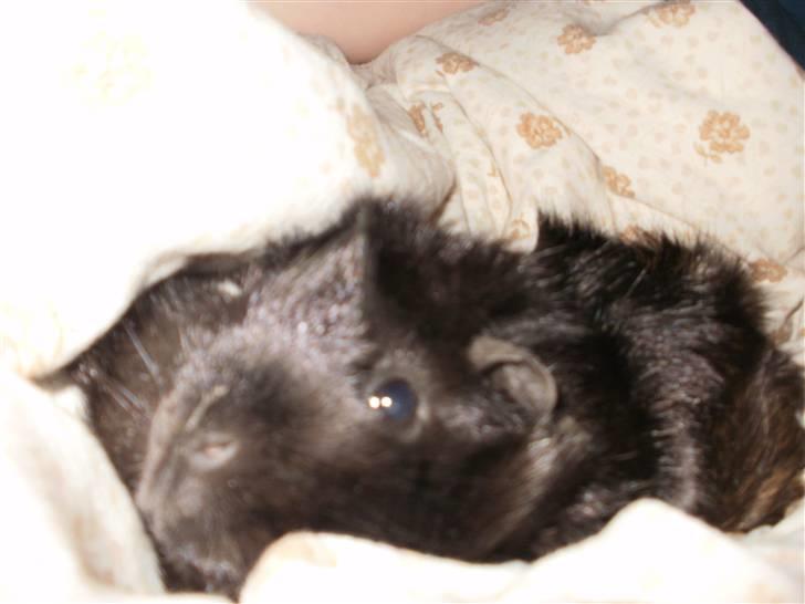 Marsvin Pjuske billede 7