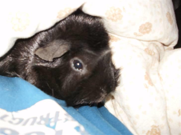 Marsvin Pjuske billede 8