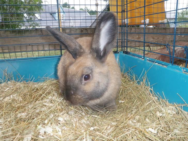 Kanin Lessie *død* billede 1