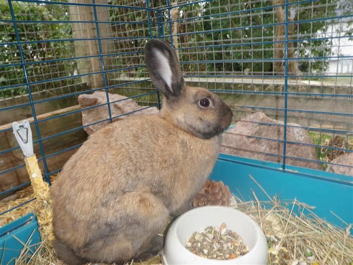 Kanin Lessie *død* billede 2