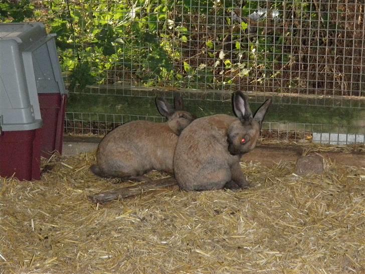 Kanin Lessie *død* - Så bliver man lige hjulpet med at klø bagpå! :D (Stampe bagest, Lessie forest) billede 3