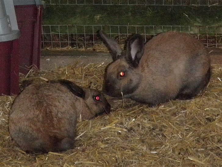 Kanin Lessie *død* - Nur <3 Der møder man så liige Stampe :D billede 4