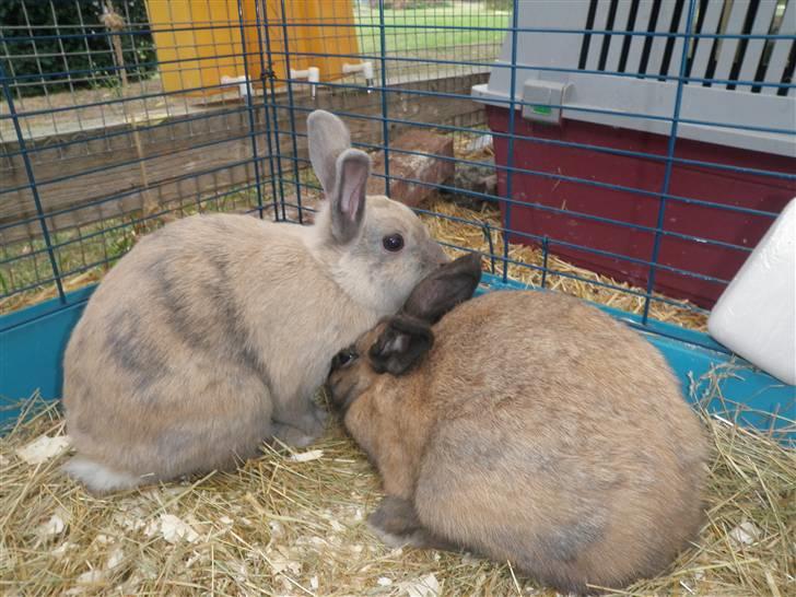 Kanin Lessie *død* - Nuur.. du var så bange da du var her første dag.. :) billede 5