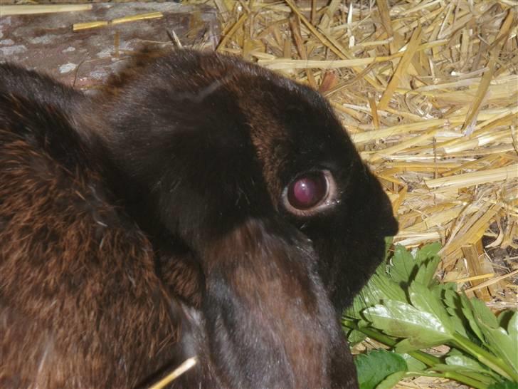 Kanin Lakrids *død* billede 1