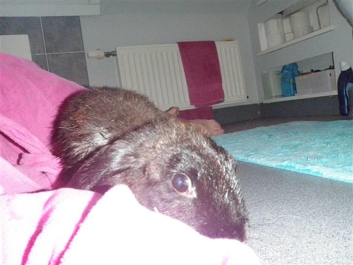 Kanin Lakrids *død* billede 2