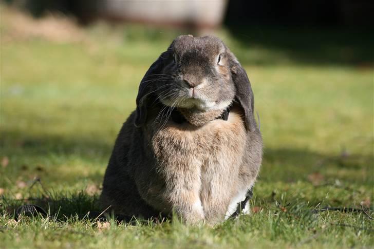 Kanin Rex - ©AM | Konge af haven ! billede 1