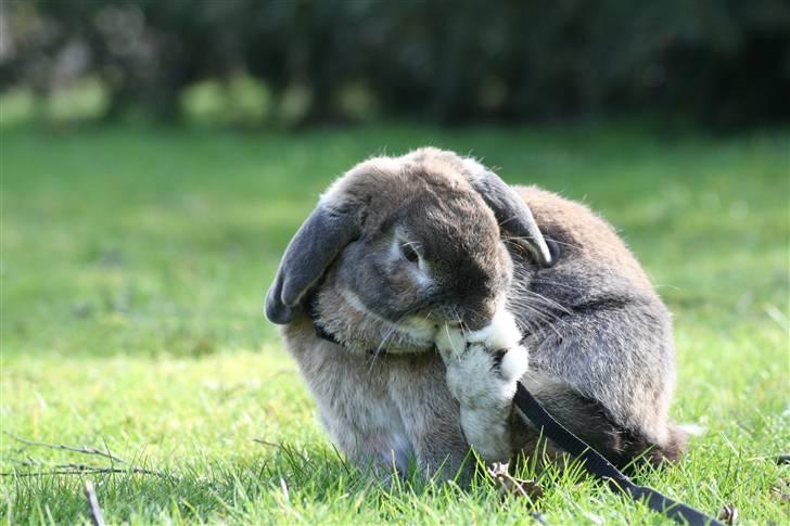 Kanin Rex - ©AM billede 2