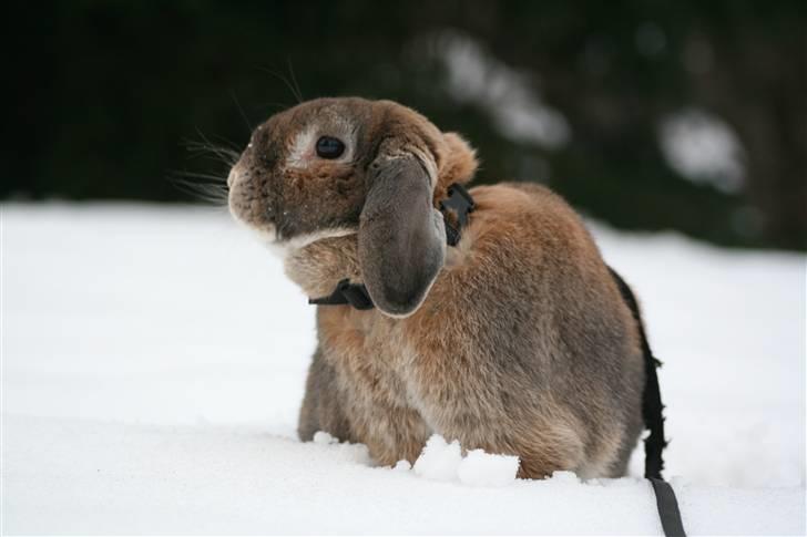 Kanin Rex - ©AM billede 3