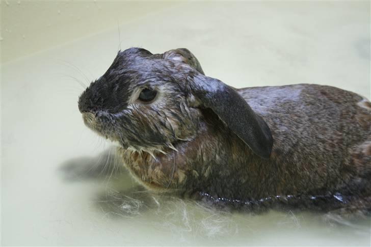 Kanin Rex - ©AM | Rexen i bad :) billede 4