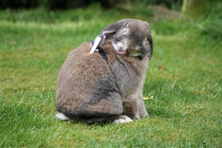 Kanin Rex - ©AM | *snisk* billede 5