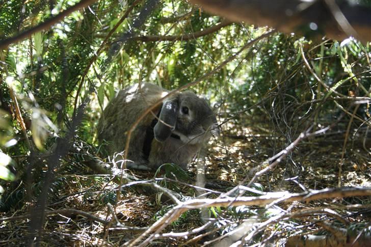 Kanin Rex - ©AM | Vilddyr :) billede 6