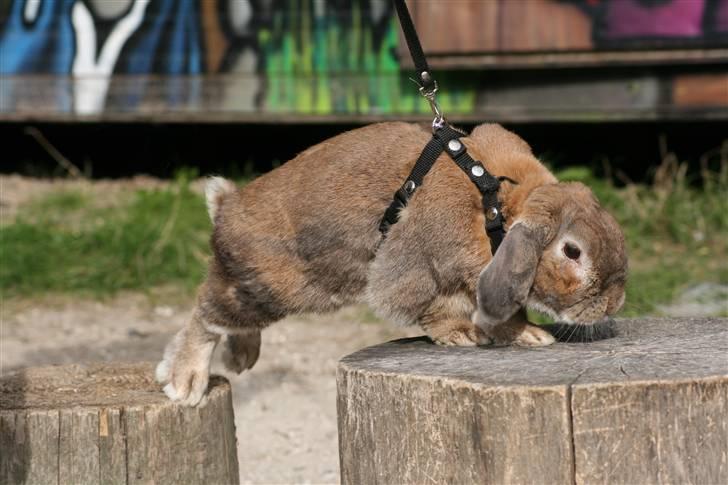 Kanin Rex - ©AM | Rex på kaninbane :) billede 7