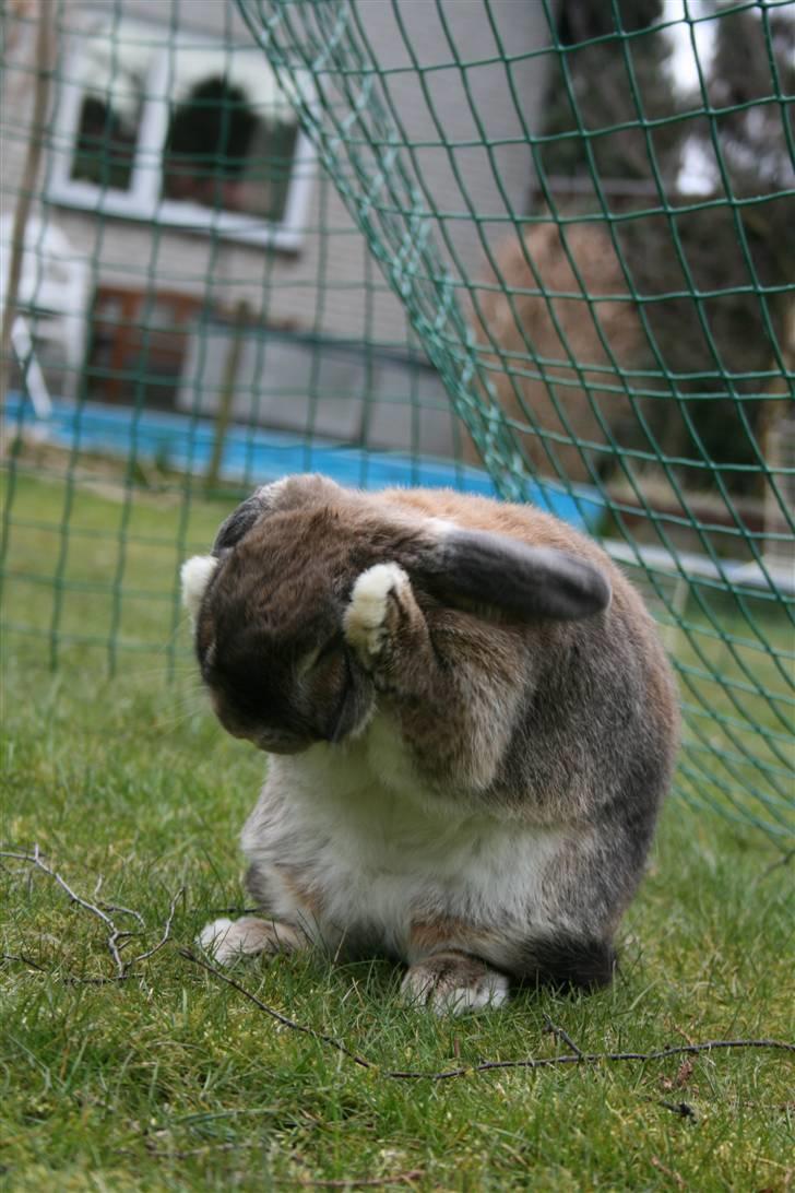 Kanin Rex - ©AM | "Ih, hvor de dog larmer" billede 8