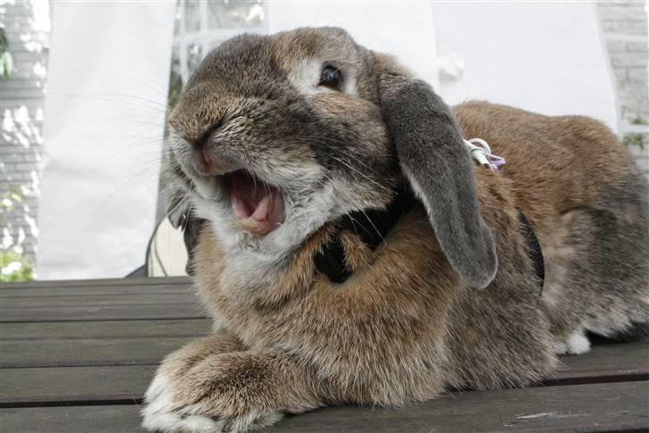 Kanin Rex - ©AM | Trætte pelsklump 8) billede 9