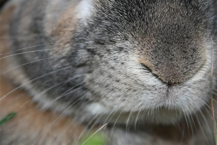 Kanin Rex - ©AM billede 10