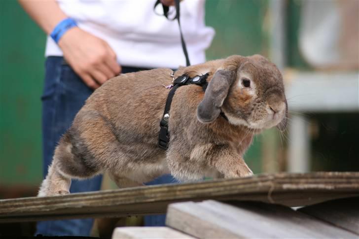 Kanin Rex - ©AM billede 11