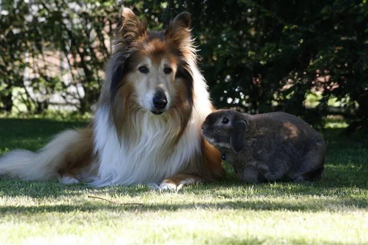 Kanin Rex - ©AM | Rex elsker min hund, Tico. Rex er helt tosset med ham :) billede 12