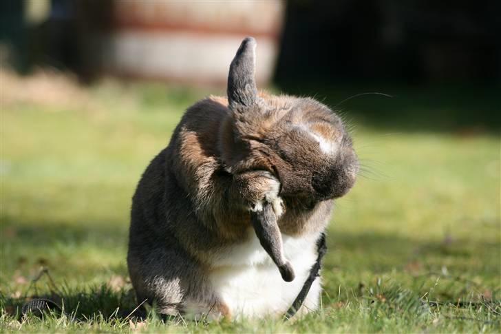 Kanin Rex - ©AM | Man kan nogle gange blive i tvivl om hvad der er op og ned på ham x) billede 13