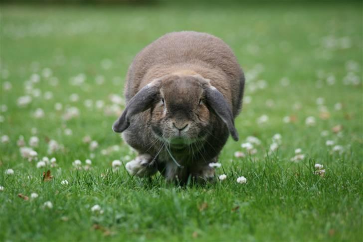 Kanin Rex - ©AM | Rex er så nysgerrig at han altid kommer over til mig når jeg tager billeder :) billede 14