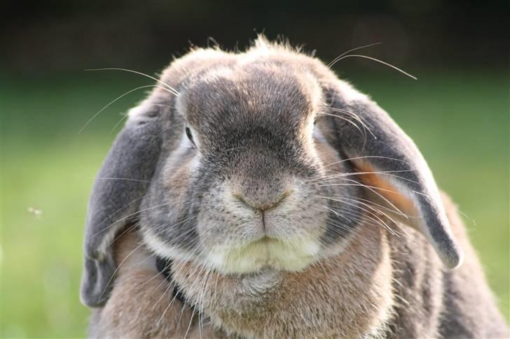 Kanin Rex - ©AM | HEJ SMUKKE :* billede 15