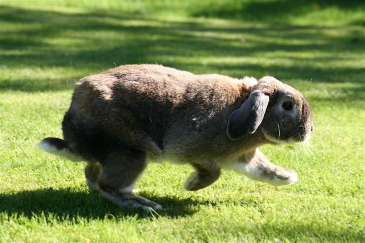 Kanin Rex - ©AM | Rex på farten billede 16