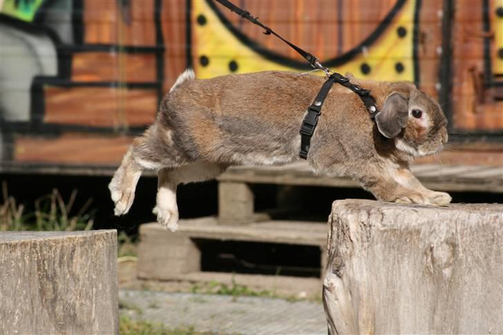 Kanin Rex - ©AM billede 17