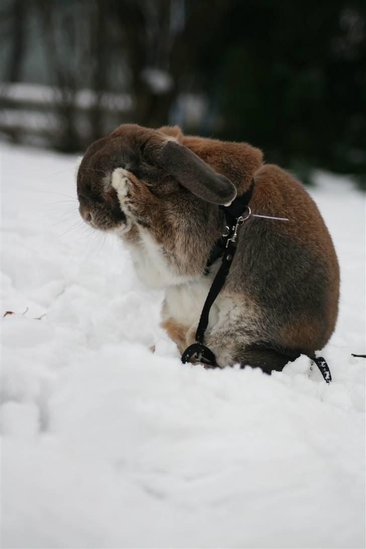 Kanin Rex - ©AM | "..98 .. 99 .. 100! Nu kommer jeg!" billede 18