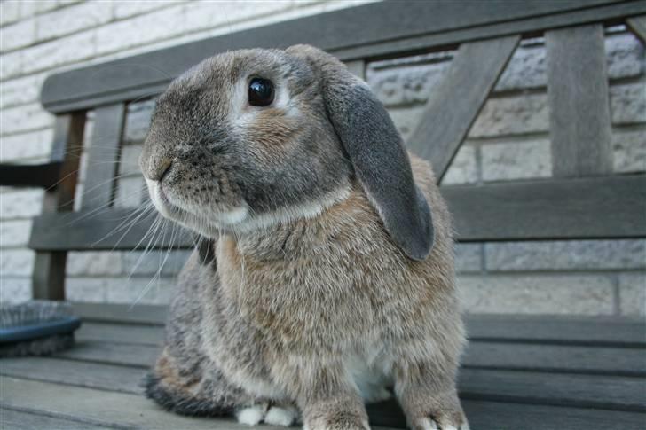Kanin Rex - ©AM  billede 19