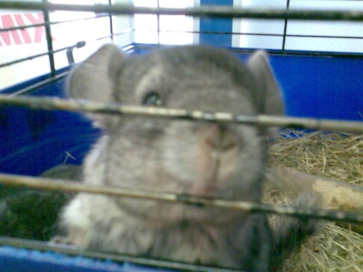 Chinchilla Jackson - en meget ung Jack billede 9