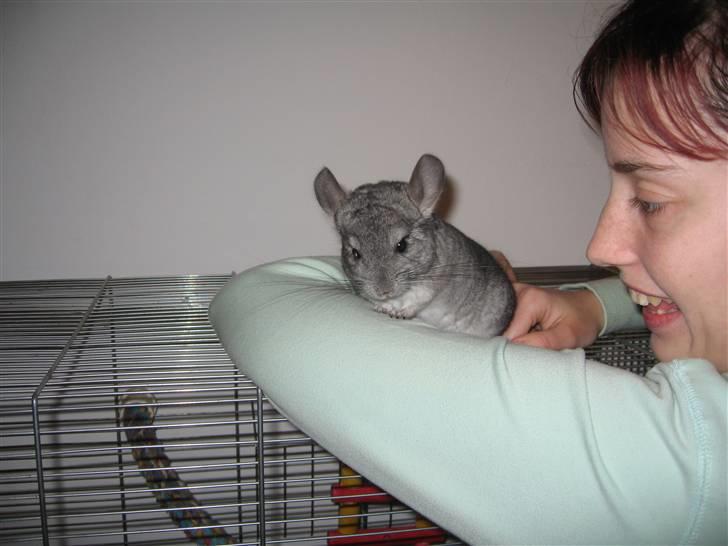 Chinchilla Jackson billede 11