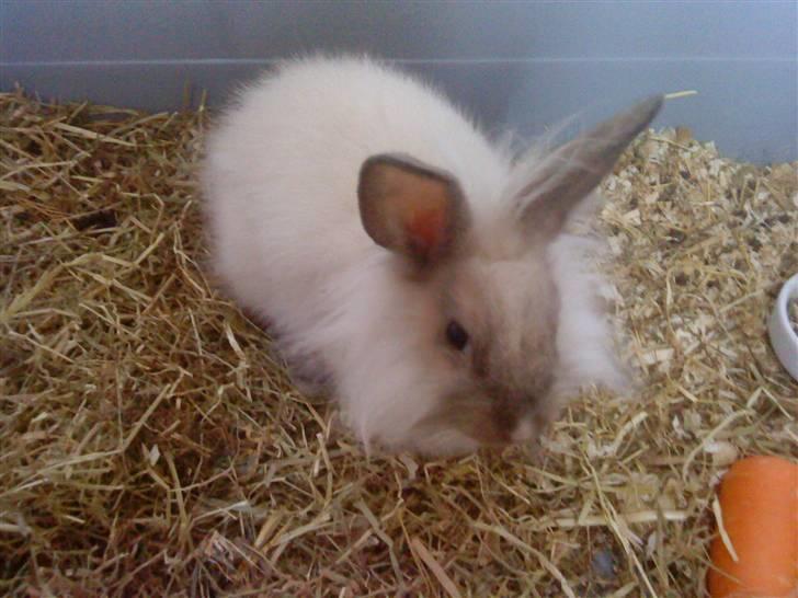 Kanin Kiwih - Hmm jeg er sulten. billede 6