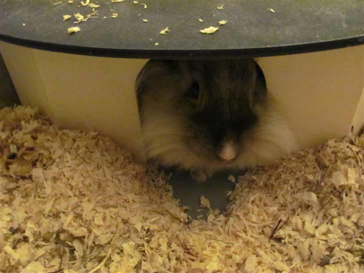 Kanin Kiwih - Jeg gemmer mig lige inde i mit hus. billede 7