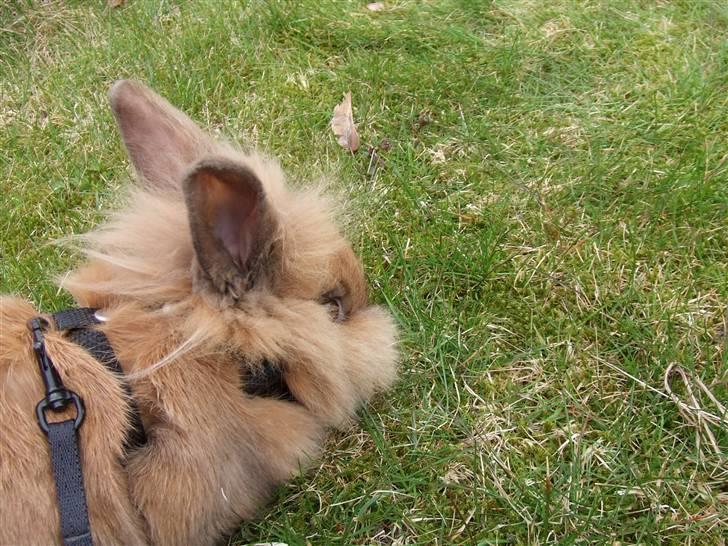 Kanin Candy - velkommen billede 1