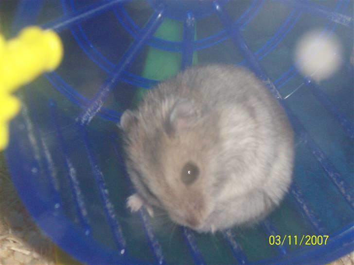 Dværghamster Hephaistion<3  billede 6